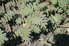 Tribulus taiwanense