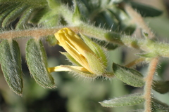 Tribulus taiwanense