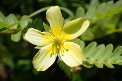 Tribulus taiwanense
