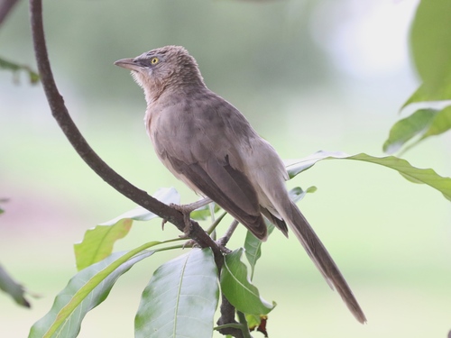 Large Grey Babbler