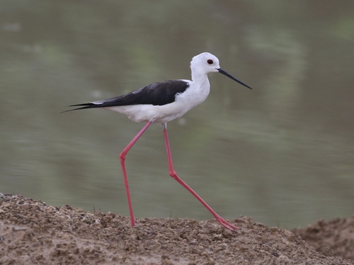 Black-winged Stilt