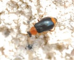 Ebaeus