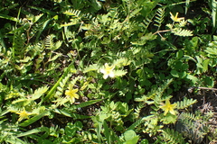 Tribulus taiwanense