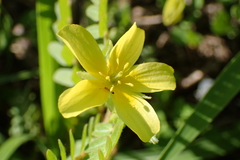 Tribulus taiwanense