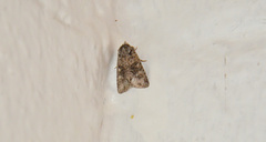 Lacinipolia cuneata