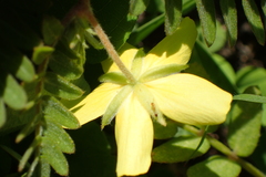 Tribulus taiwanense