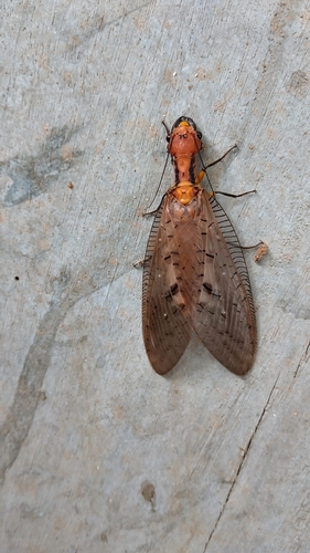 Neoneuromus latratus