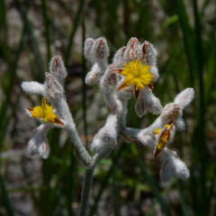 Lophiola aurea