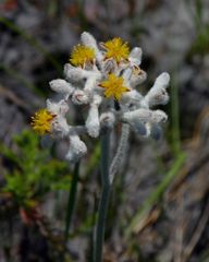 Lophiola aurea