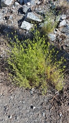 Cordylanthus rigidus rigidus