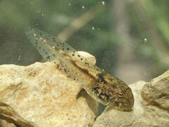 Betic Midwife Toad photo 2