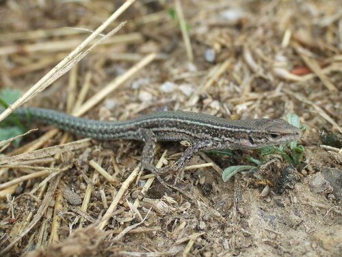 Catalonian Wall Lizard, Podarcis liolepis