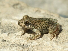 Betic Midwife Toad photo 3