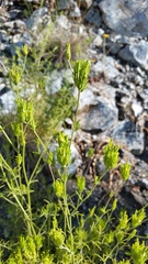 Cordylanthus rigidus rigidus