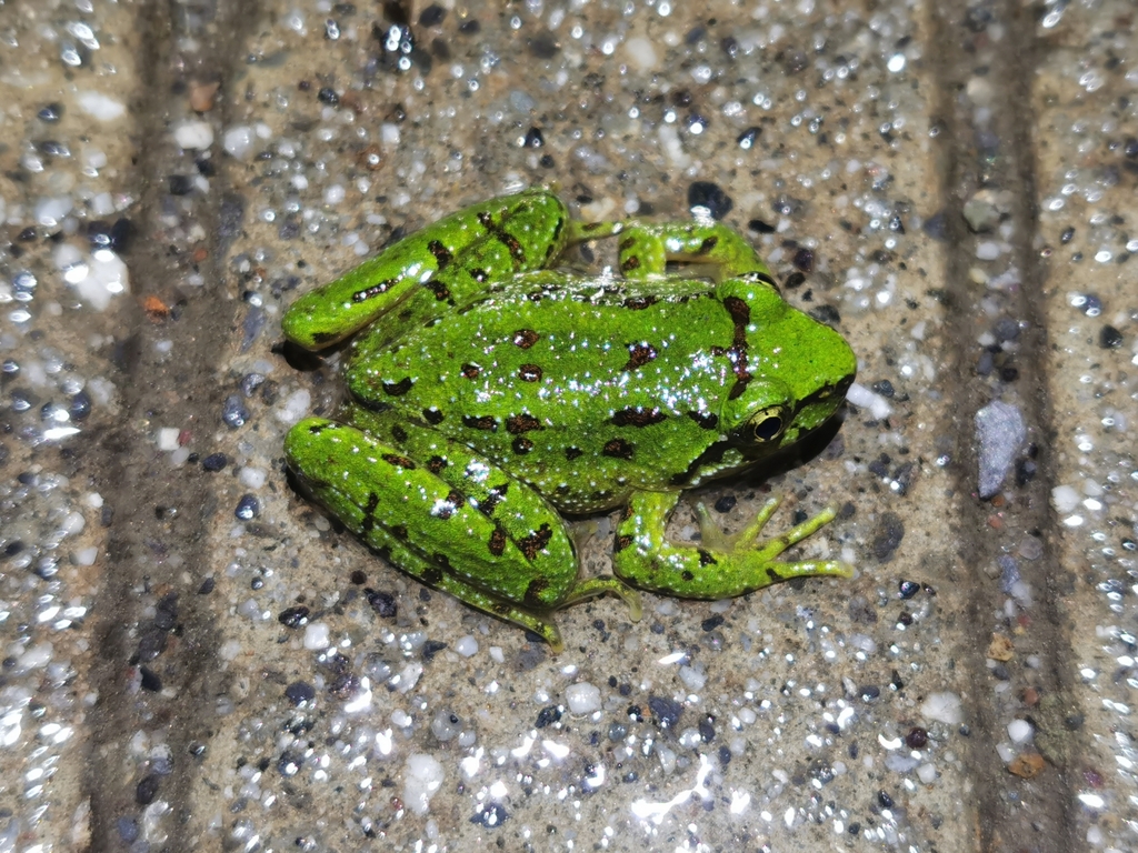 Cona Paa Frog