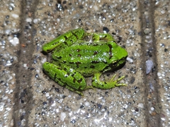 Cona Paa Frog photo 1