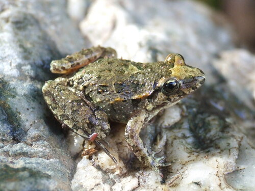 Moroccan Painted Frog, Discoglossus scovazzi