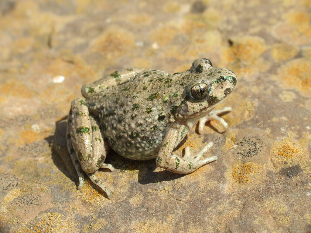 Parsley Frogs