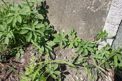 Ipomoea pes-tigridis