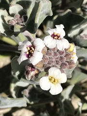 Christolea crassifolia