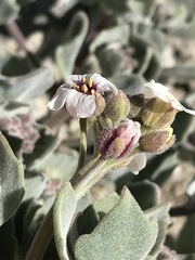 Christolea crassifolia