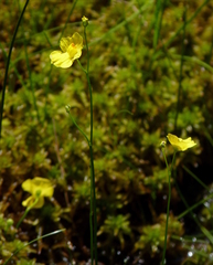 Utricularia striata