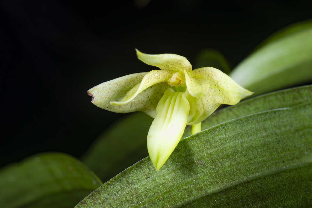 Dendrobium steatoglossum Rchb.f.