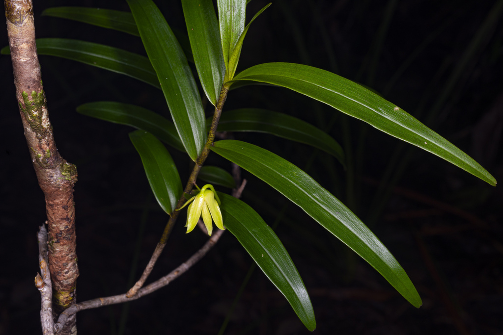 Dendrobium steatoglossum Rchb.f. 2
