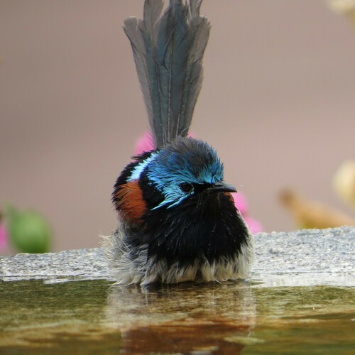 Mérion élégant (Malurus elegans)