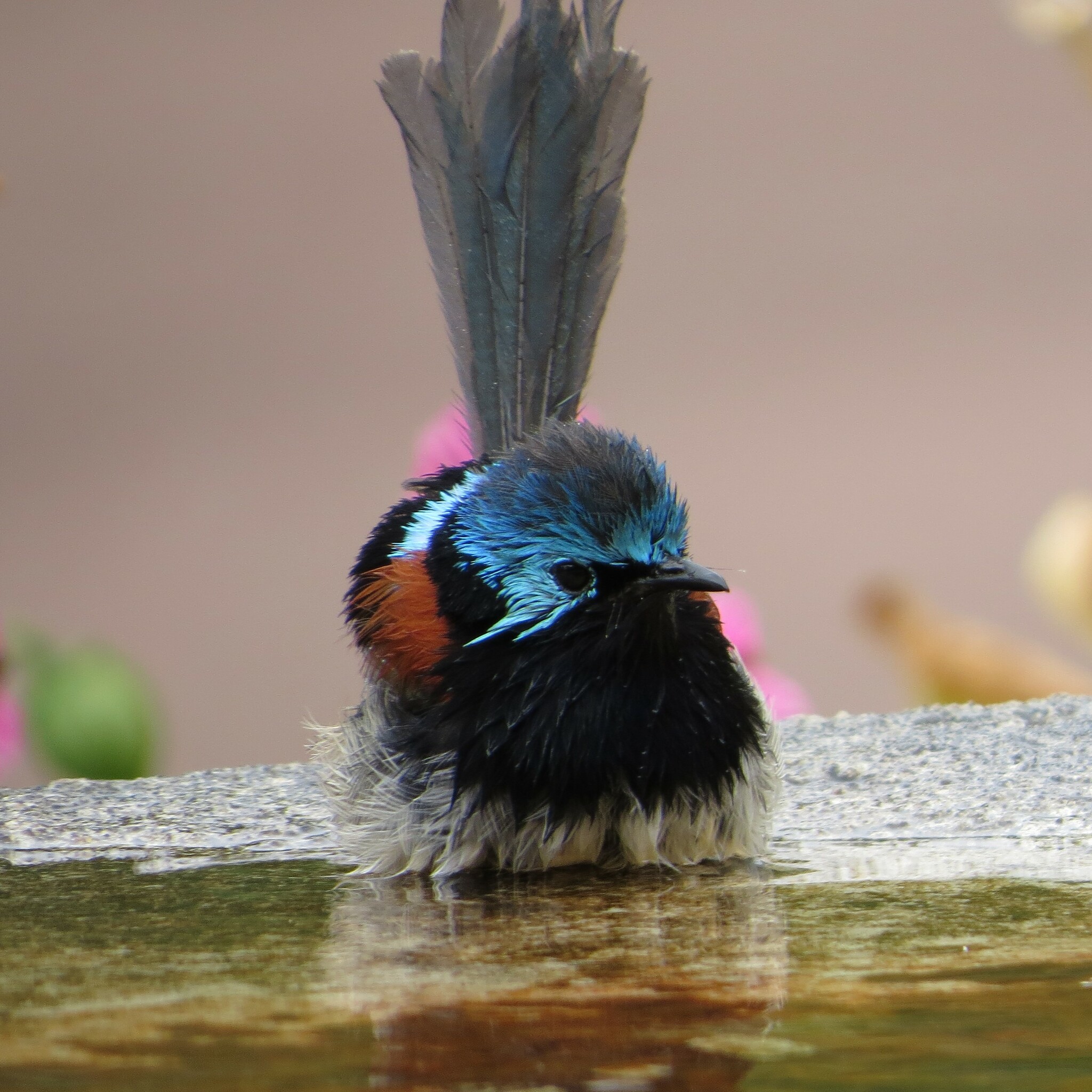 Red-winged Fairywren illustration