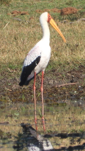 Tántalo africano (Mycteria ibis)