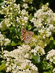 Vanessa cardui