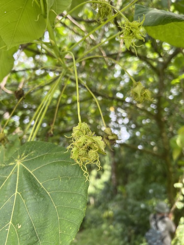 Macaranga carolinensis observed 2024-07-25