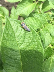 Coccinella septempunctata