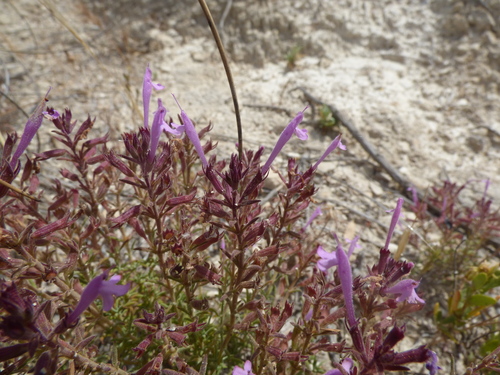 Thymus antoninae