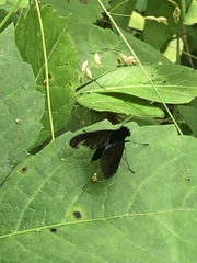 Chrysopilus velutinus