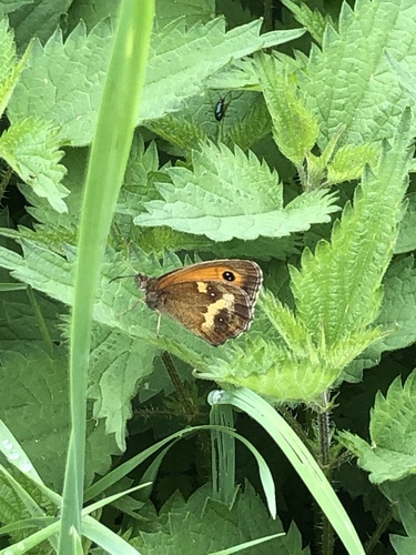 Pyronia tithonus