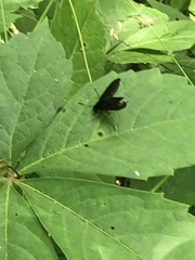 Chrysopilus velutinus