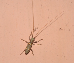 Olenecamptus bilobus