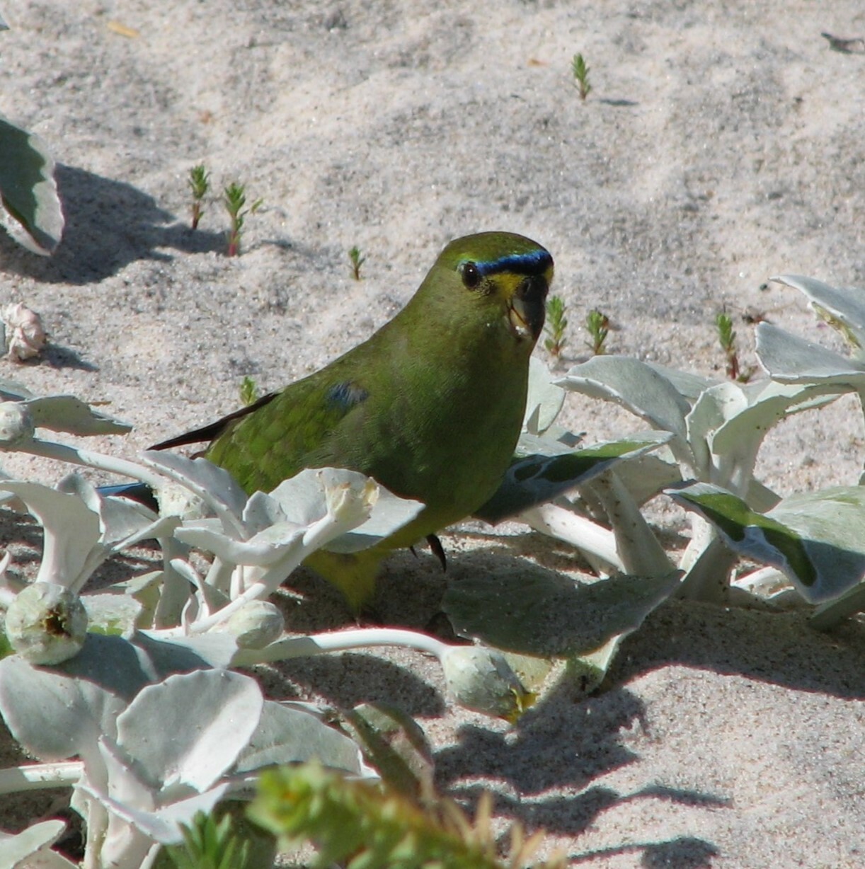 Rock Parrot illustration