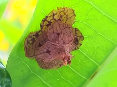 Pagodiella