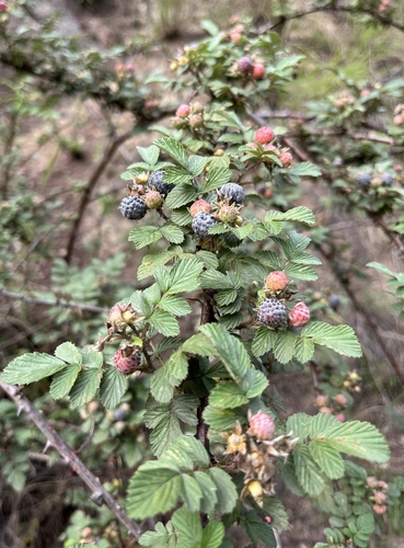 Ceylon Raspberry