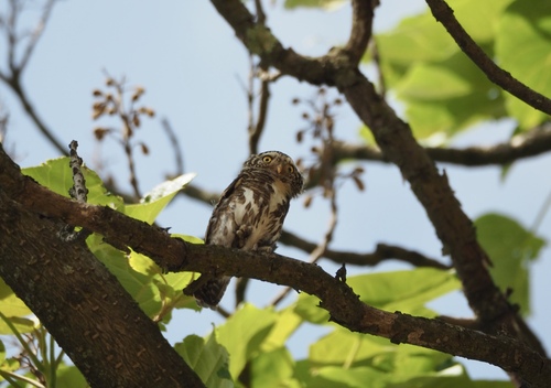 Collared Owlet