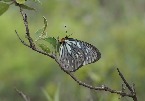 Oberthür's Freak Butterfly