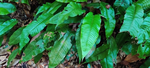 Tectaria singaporiana (Tectaria singaporiana)