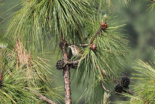 Upland Pipit