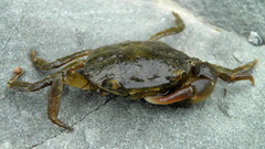 Hemigrapsus penicillatus