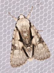 Acronicta funeralis