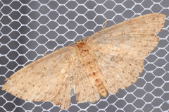 Cyclophora myrtaria