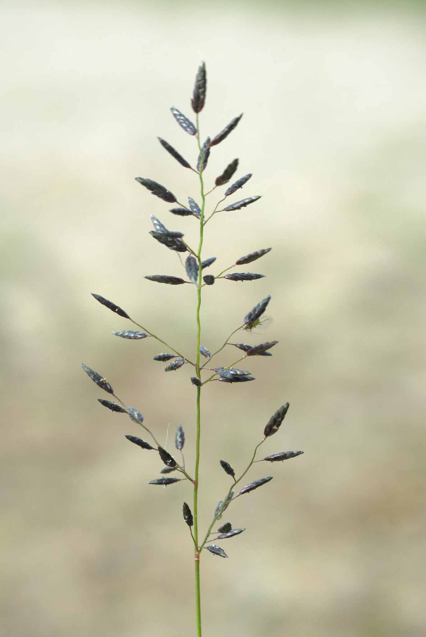 Eragrostis minor